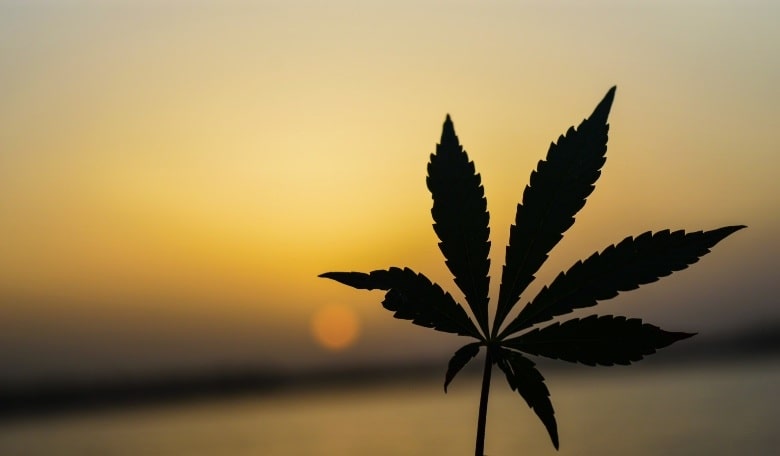 Details-der-Gesetzgebung-Legalisierung-Cannabis-Kroatien Was besagt das aktuelle Gesetz über Marihuana in Kroatien?