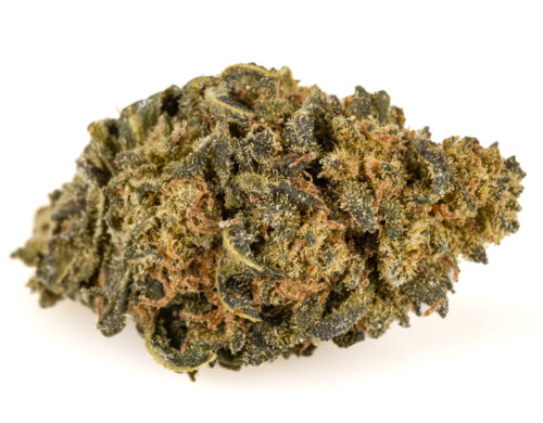 cannabis cbd amnesia cbd boost