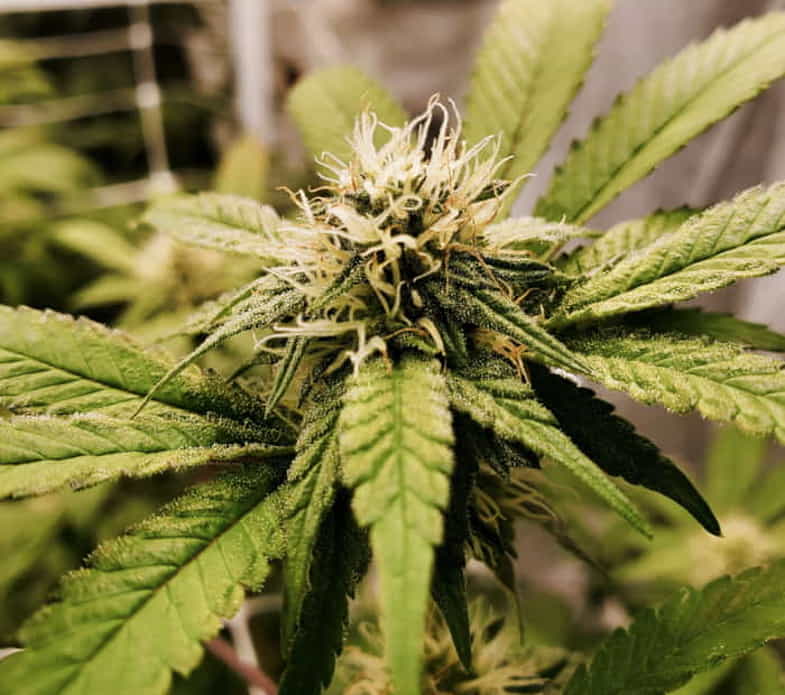 Marihuana-Blätter und -Pflanzen