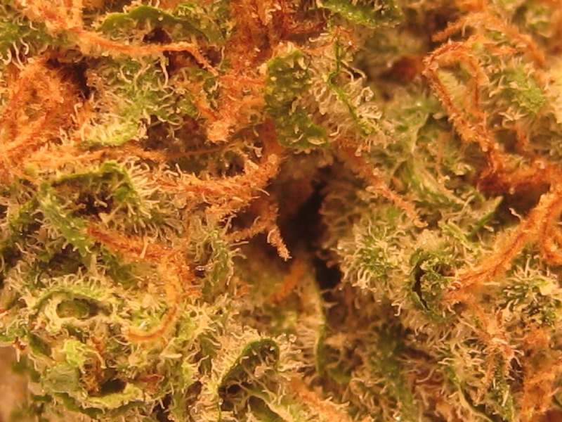 Master Kush: Eigenschaften und Wirkungen.