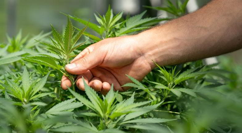 eine Cannabispflanze