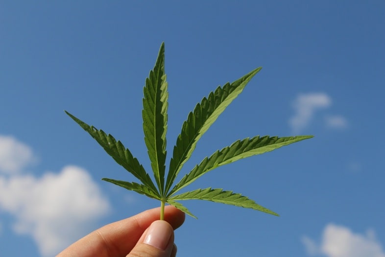 Cannabis Blätter rauchen