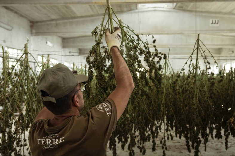 Wie man Cannabis richtig trocknet und bräunt