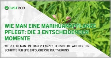 Wie man eine Marihuanapflanze pflegt: die 3 entscheidenden Momente