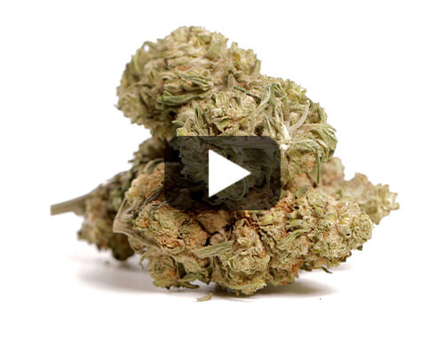 Nahaufnahme von CBD Gras mit hohem CBG-Gehalt