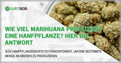 Wie viel Marihuana produziert eine Hanfpflanze?
