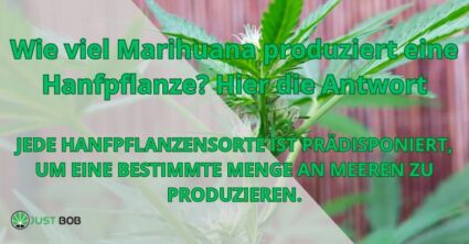 Wie viel Marihuana produziert eine Hanfpflanze? Hier die Antwort