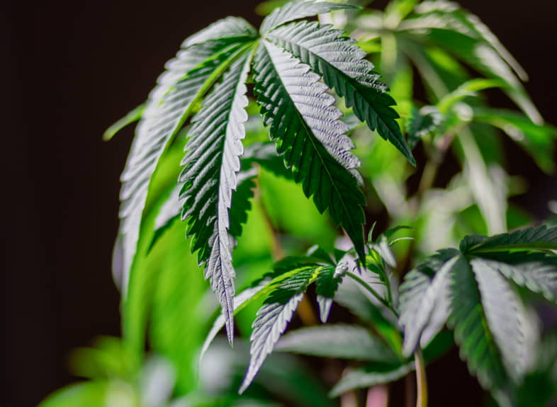 Was ist CBD-Cannabis?