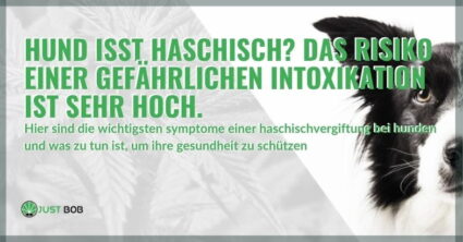 Hund isst Haschisch? Das Risiko einer gefährlichen Intoxikation ist sehr hoch