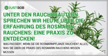 Unter den Rauchkräutern sprechen wir heute über die Erfahrung des Rosmarin-Rauchens
