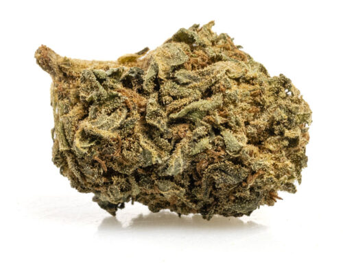 Nahaufnahme einer CBD Blüte blueberry small buds