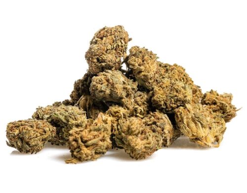 Nahaufnahme einer Spitze von cbd Gras Blueberry Small Buds