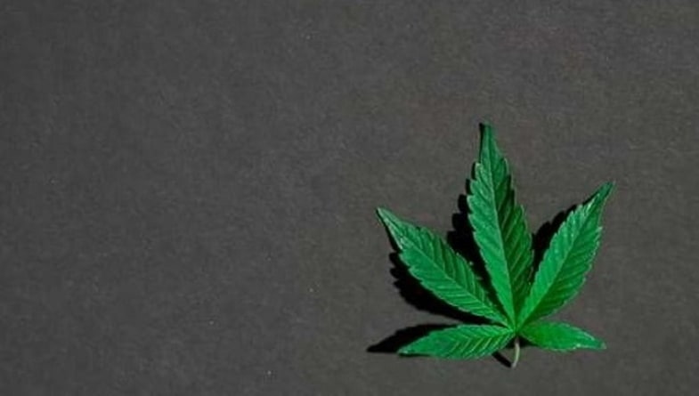 Ganja oder Cannabis und Rastafariismus