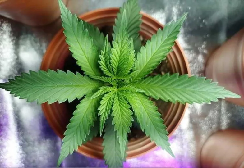 Vor-und-Nachteile-des-Monster-Cropping Vor- und Nachteile des Cannabisanbau durch Monster Cropping