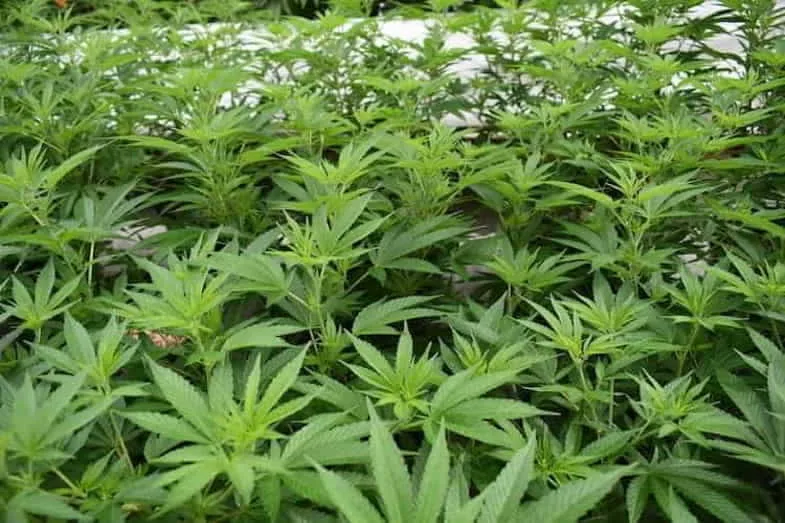 cannabis-monster-cropping Schritt für Schritt-Anleitung