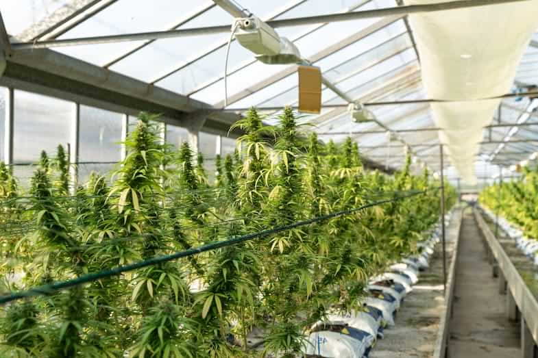 Schritt-für-Schritt-Anleitung für den Cannabis ScrOG-Anbau im Haus