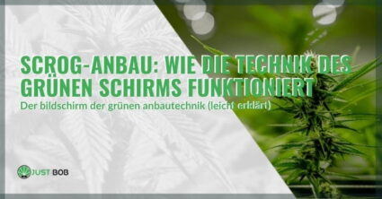 ScrOG-Anbau: Wie die Technik des grünen Schirms funktioniert