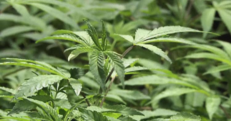 Eine Cannabispflanze von außen betrachtet