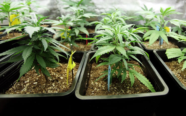 Was ist CBD Cannabis?