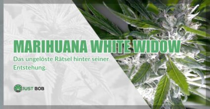 Marihuana White Widow: Das ungelöste Rätsel hinter seiner Entstehung
