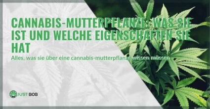 Cannabis-Mutterpflanze: Was sie ist und welche Eigenschaften sie hat