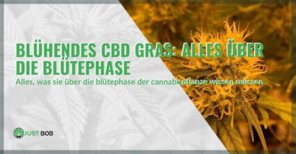 Blühendes CBD Gras
