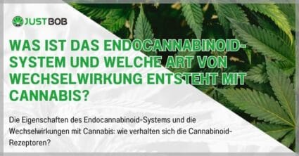 Was ist das Endocannabinoid-System und welche Art von Wechselwirkung entsteht mit Cannabis?