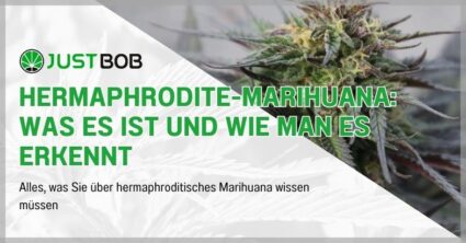 Hermaphrodite-Marihuana: Was es ist und wie man es erkennt