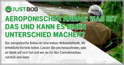 Aeroponischer Anbau: Was ist das