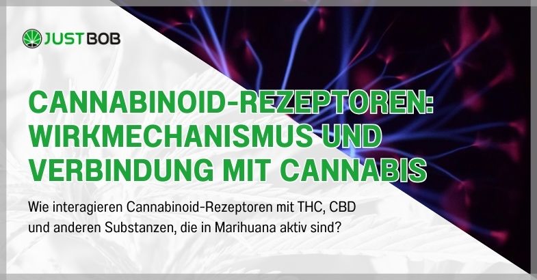 Cannabinoid-Rezeptoren: Wirkmechanismus und Verbindung mit Cannabis