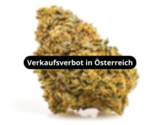 amnesia-cbd-boost-blueten-verkaufsverbot-in-osterreich 