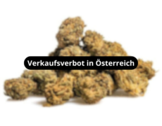 blueberry-small-buds-blueten-verkaufsverbot-in-osterreich