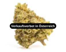 gelato-cbd-boost-blueten-verkaufsverbot-in-osterreich
