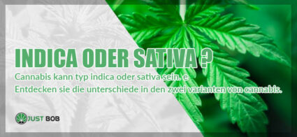 Marihuana Indica vs Sativa: Hier sind die Unterschiede