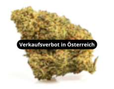 master-kush-blueten-verkaufsverbot-in-osterreich