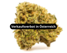 melon-kush-blueten-verkaufsverbot-in-osterreich