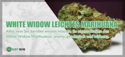 White Widow Marihuana: Alles, was Sie darüber wissen müssen