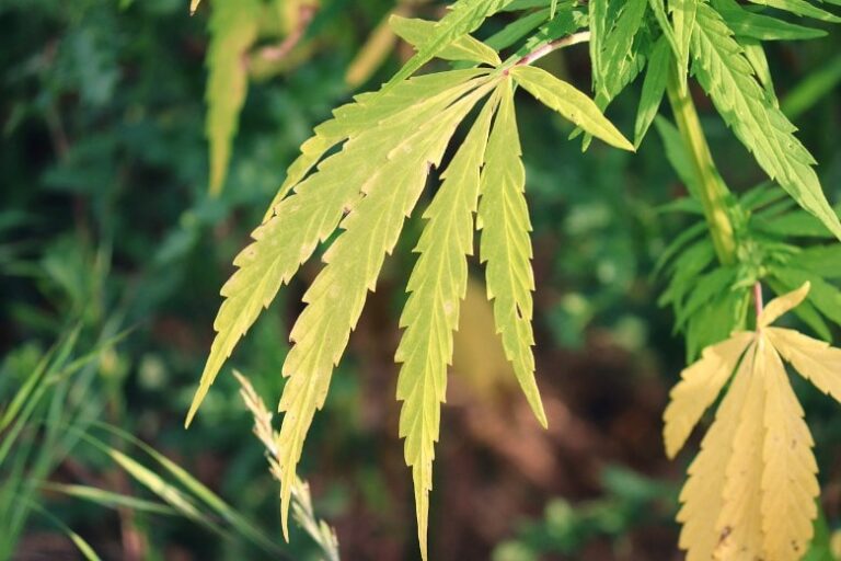 Die gelben Flecken, tödlich für die Cannabis