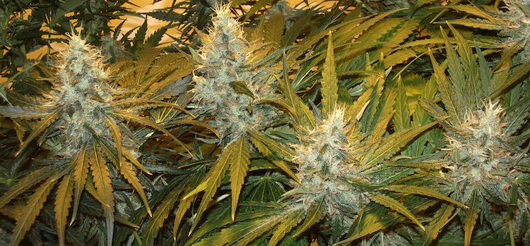 Der THC Gehalt bei Northern Lights