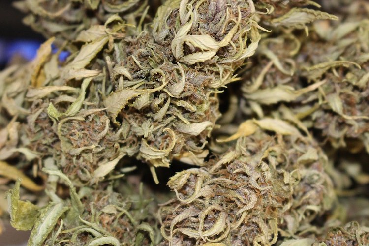 Indica Sorte-Nothern Lights: Herkunft und Verbreitung