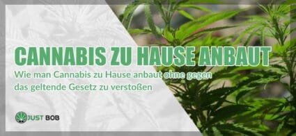 Wie man Cannabis zu Hause anbaut – gesetzeskonform