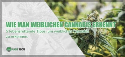 5 lebensrettende Tipps, um weibliches Cannabis zu erkennen