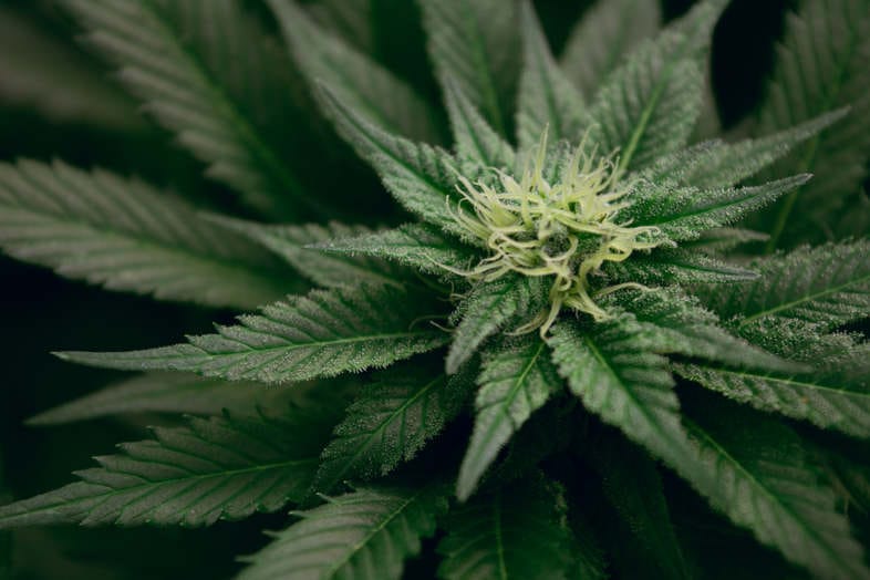 anpflanzen-von-cbd-marihuana-das-sind-die-risiken-von-diy Was riskiert man , wenn man Marihuana anpflanzt?