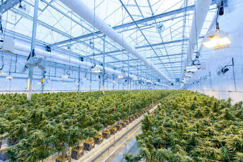 Was riskiert man , wenn man Marihuana anpflanzt?