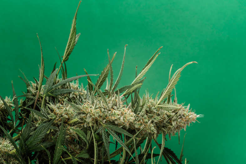 Die Cannabis