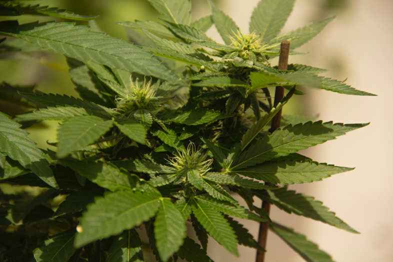CBD-Cannabis Sweet Berry, direkt aus Kalifornien