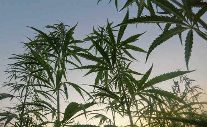 ein paar Cannabispflanzen