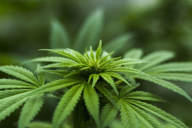 Was sind die Folgen von Nährstoffmängel bei Cannabispflanzen?
