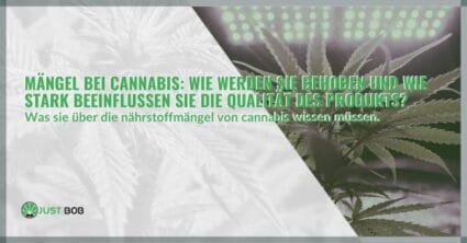 Mängel bei Cannabis: Wie werden sie behoben und wie stark beeinflussen sie die Qualität des Produkts?