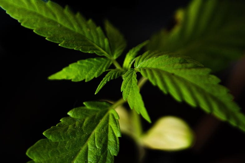 CBD-Gras bei Just Bob